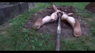 Товстий пеніс симпатична Телиця смокче на видео еротика кастингу